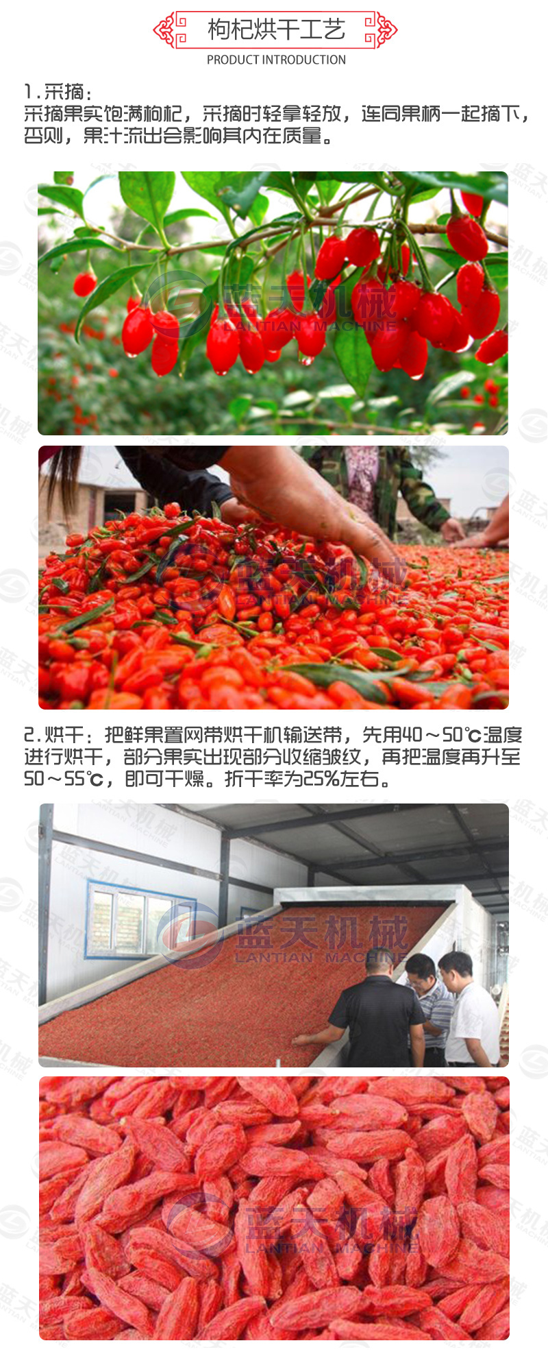 枸杞網(wǎng)帶式烘干機烘干工藝